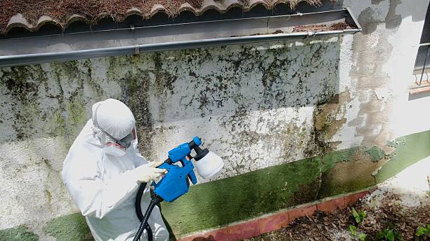 Trusted Attic Mold Removal service in Gill, CO - Cheap Mold Removal